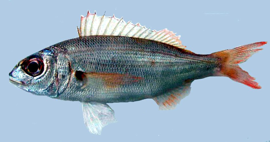 Pagellus acarne_04.jpg